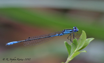 Enallagma aspersum, male